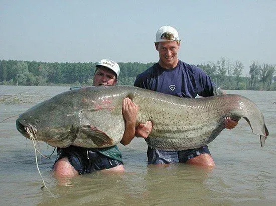 catfish.webp