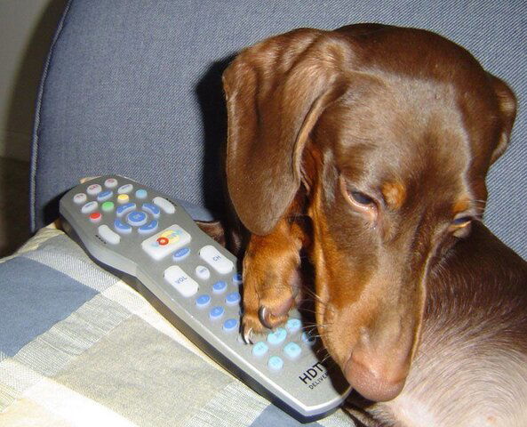 Gimme the remote.JPG