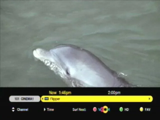 flipper.webp