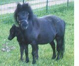 Ponys.jpg