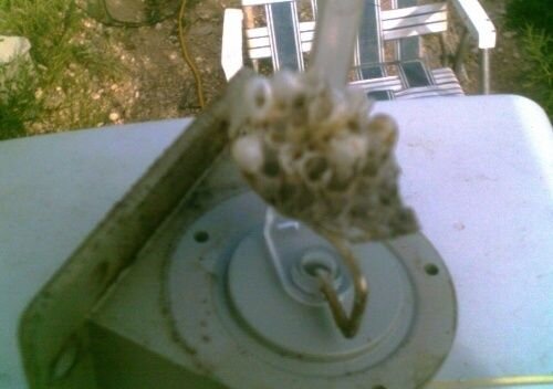Wasps 2.JPG
