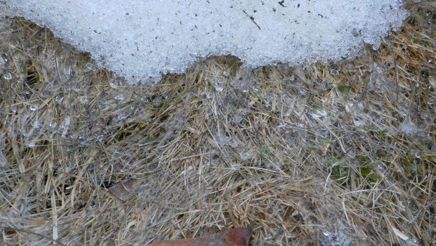 Snowmold 003.JPG