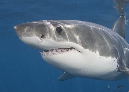 Great White Shark.jpg