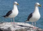 seagulls.jpg