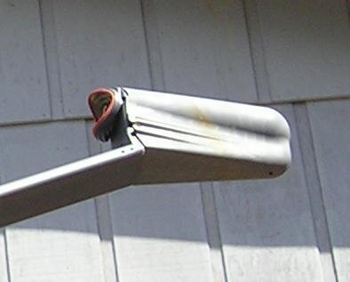 PShornCloseUpP8100019.jpg