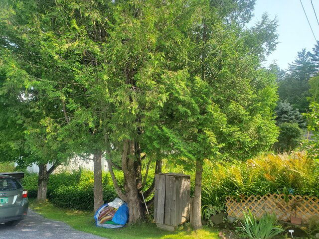 treesbefore.jpg