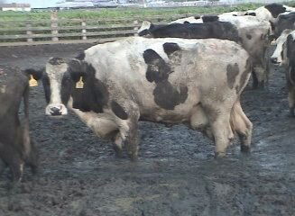 cow_in_manure.jpg
