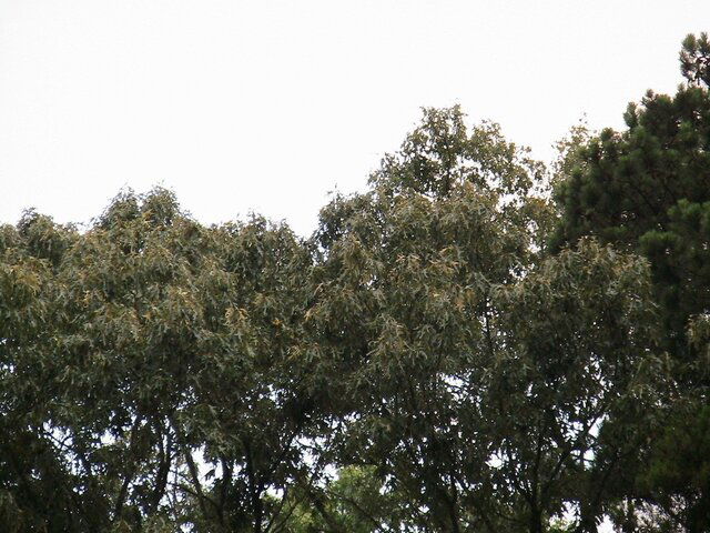 trees.jpg