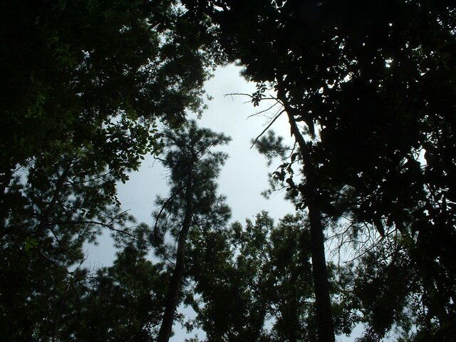 location in backyard where I hit 119.JPG