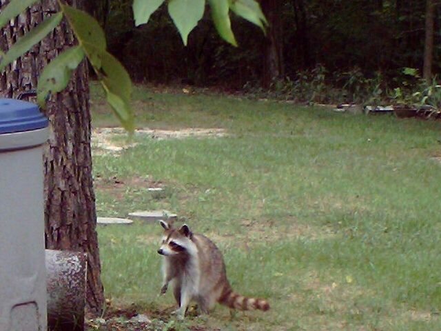 coon2.jpg