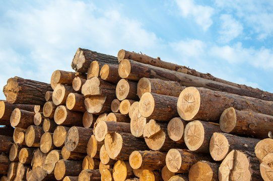 Timber!!.jpg