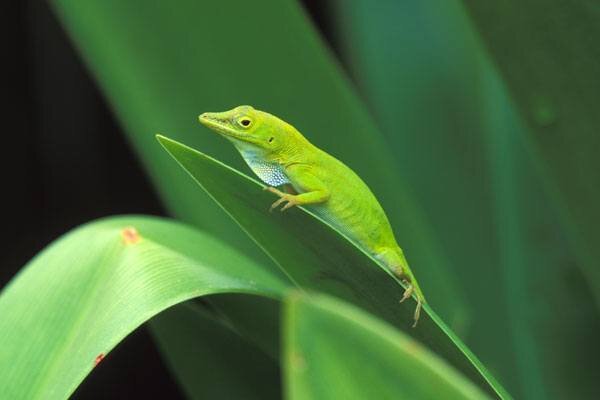 h_green_dewlap.jpg