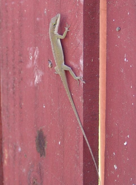 anole.jpg