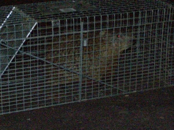 50509catch.jpg