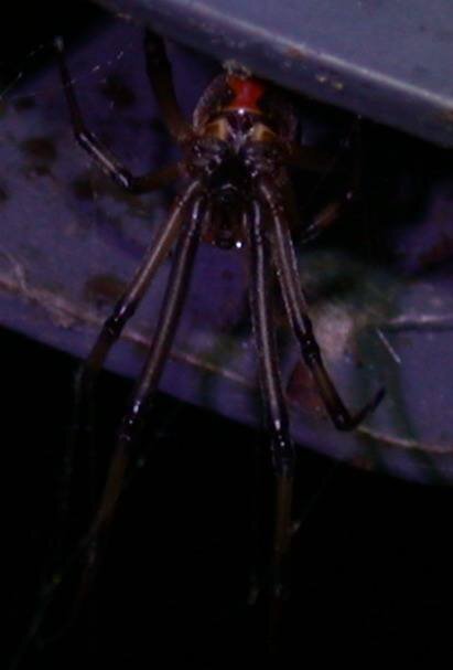 spider-2.jpg