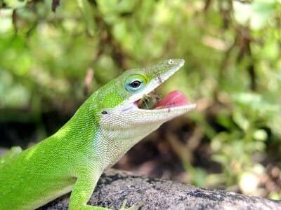 green-anole-03-eating.jpg