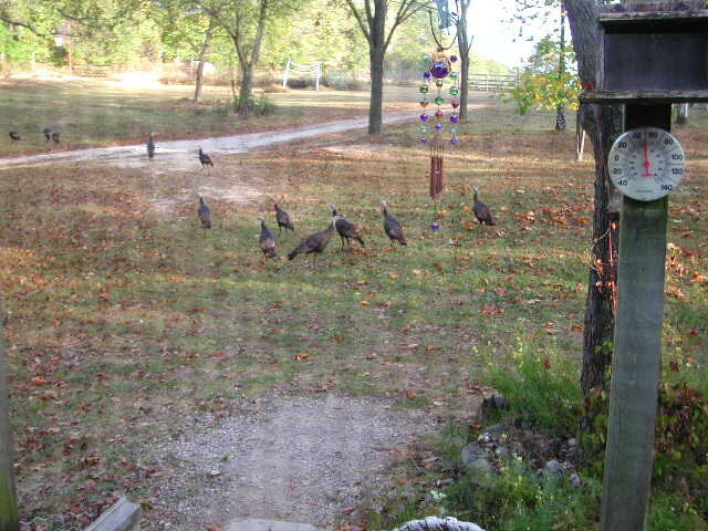 Turkeys Kitchen3.jpg
