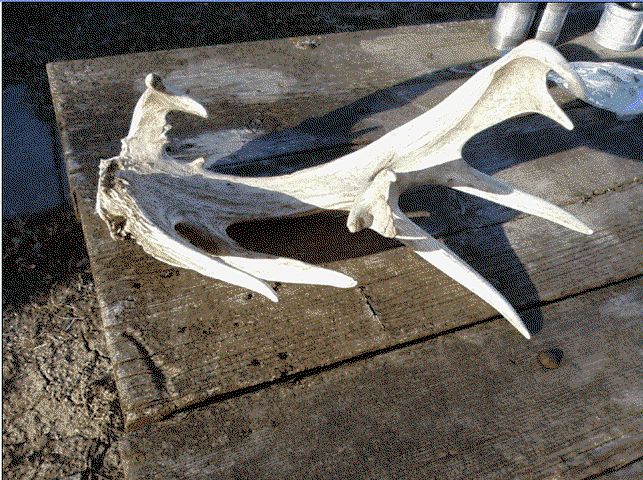 ScreenHunter_05 Mar. 30 08.47.gif