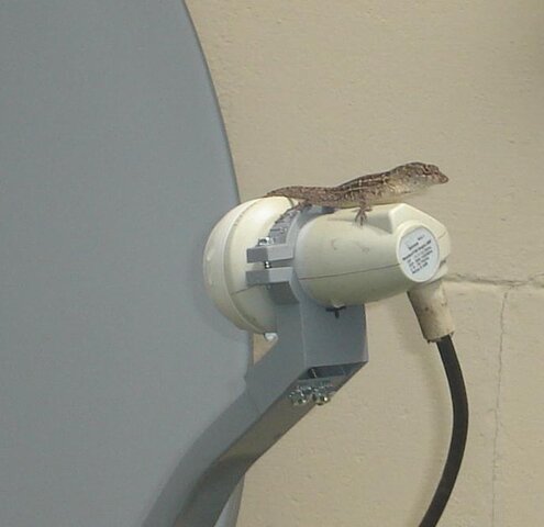lizard_on_LNB.jpg
