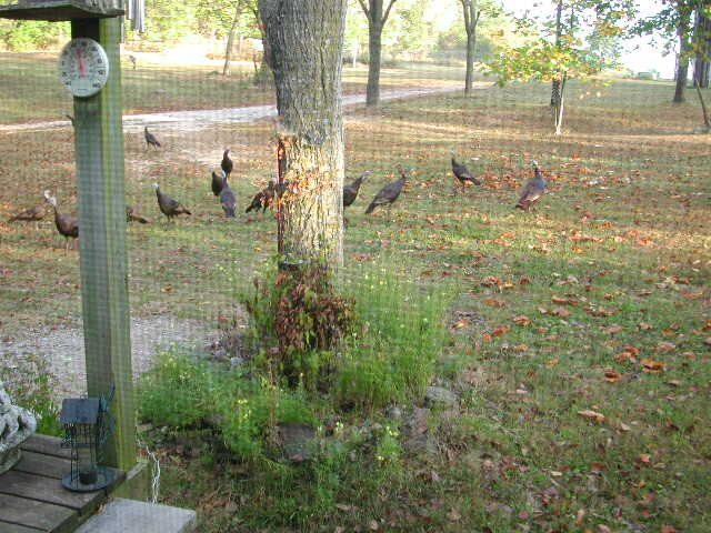 Turkeys Kitchen2.jpg