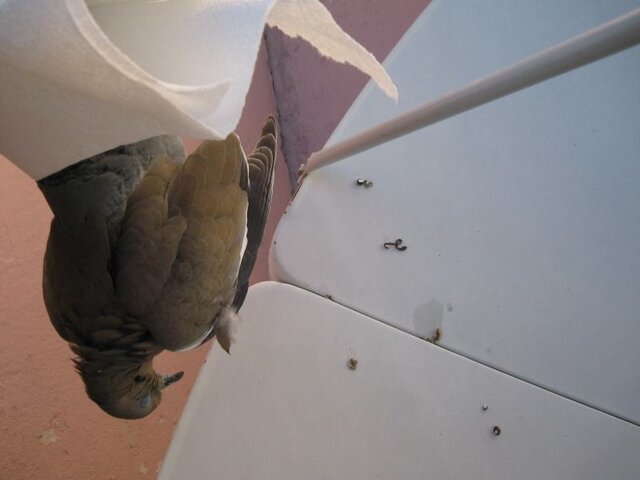 Pigeons.jpg