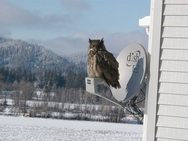 owlondish.jpg