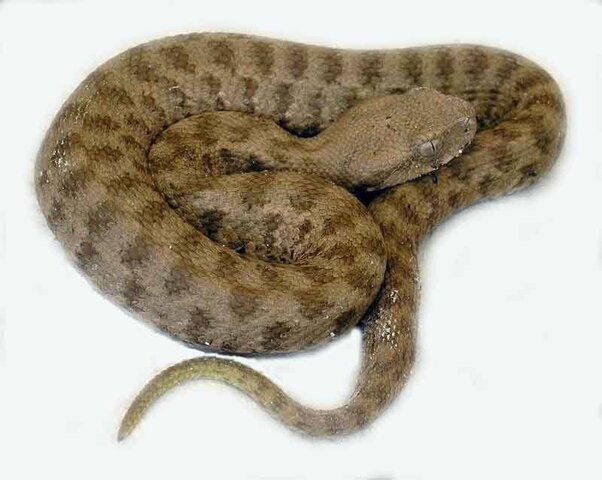 viper1.jpg