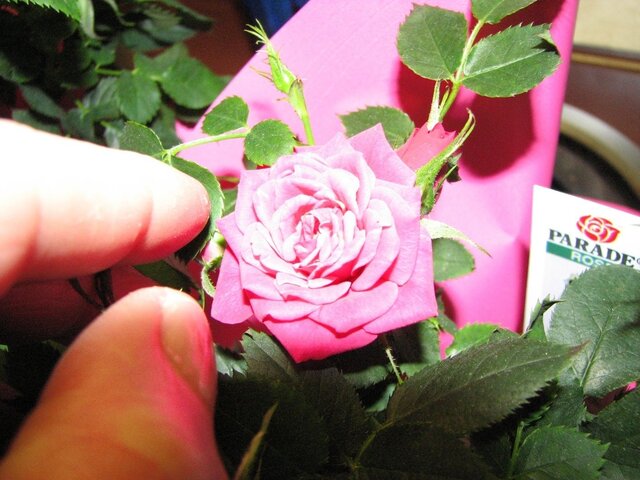 IMG_4134b.JPG