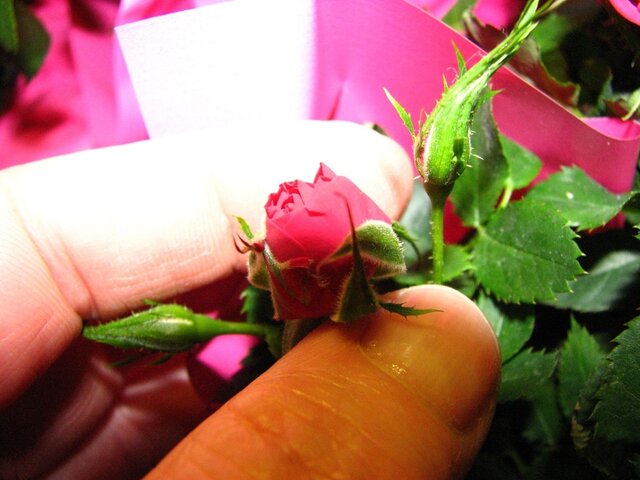 IMG_4121b.JPG
