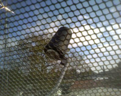 Dish Wire Mesh.jpg