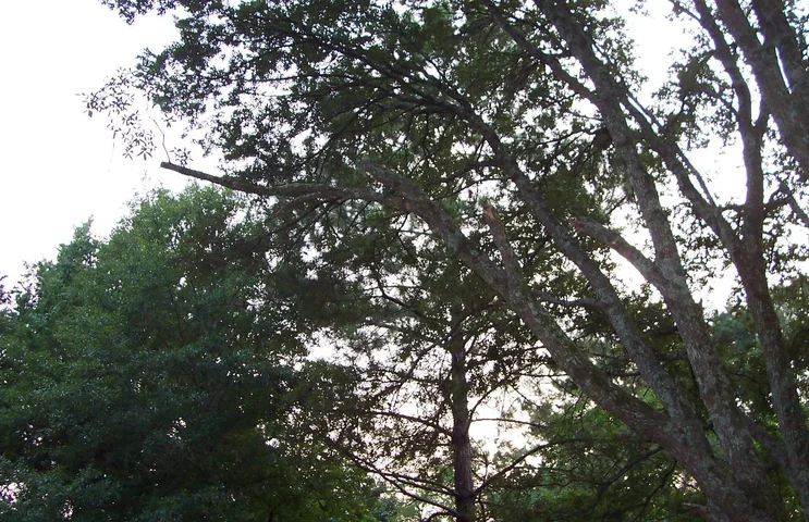 100_3413.webp