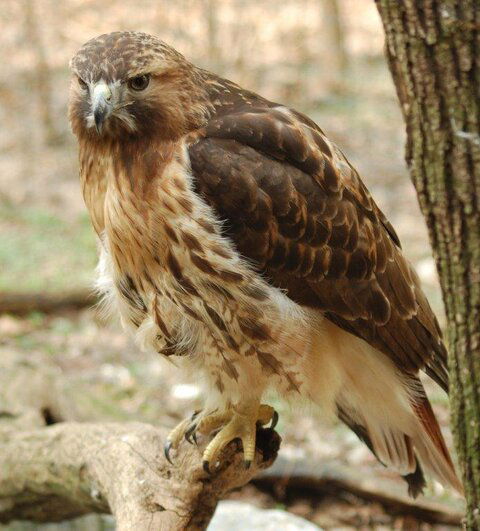 redtail.jpg