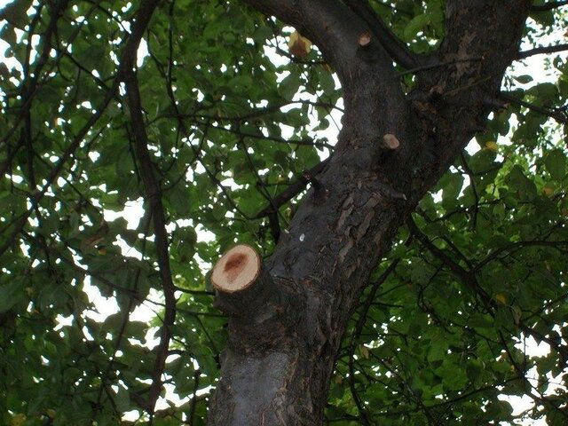 010.JPG