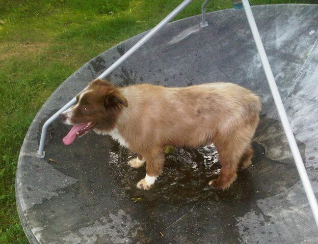 Dog-Dish.jpg
