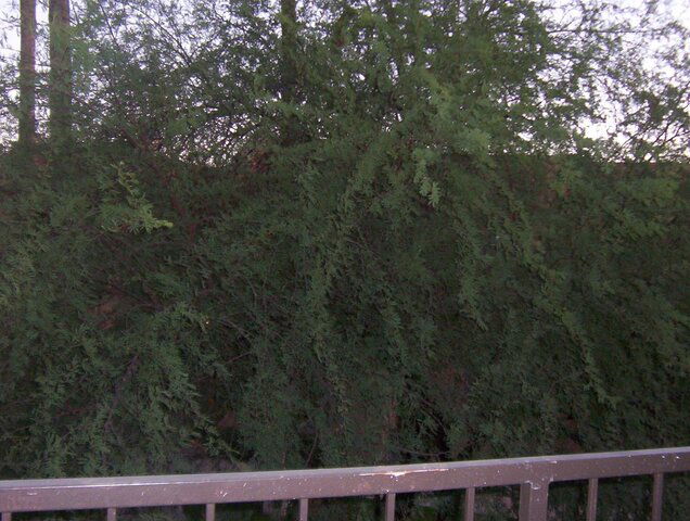 000_1372.JPG