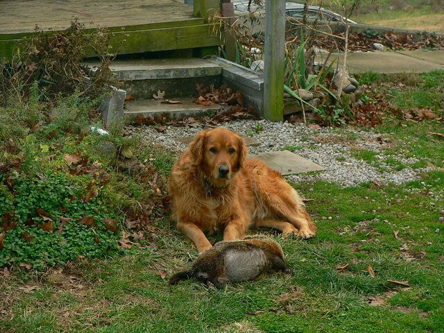 Champ Groundhog Nov 2010.JPG