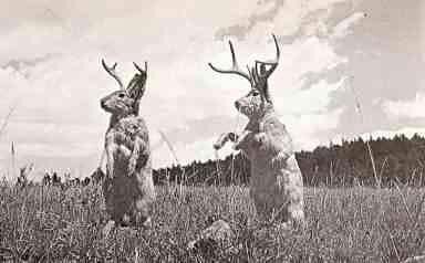 jackalope-warrior rabbits.jpg