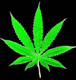 Marijuana.jpg