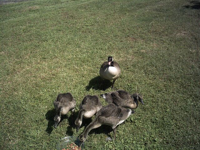 Geese.JPG