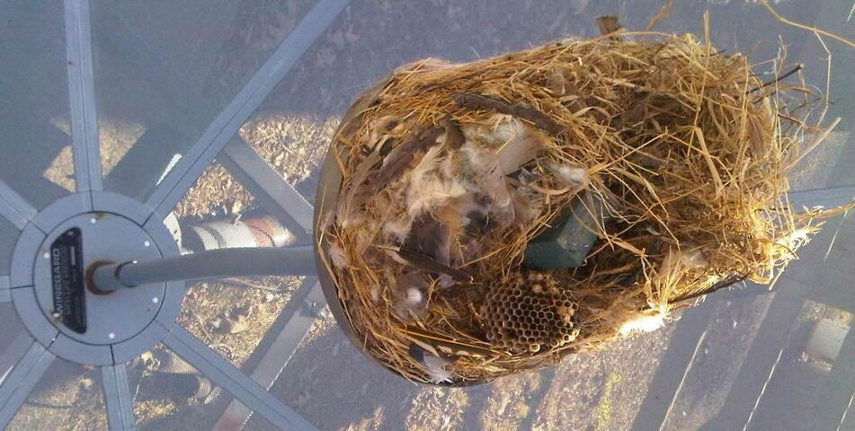 Nest-In-Winegard.jpg