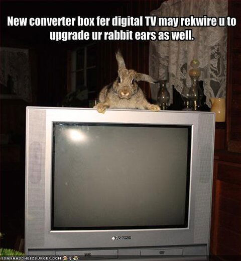 bunny-ears.jpg