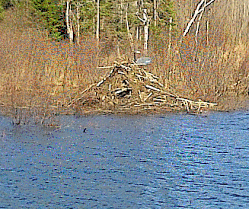 5 pm beaver-dam-with-dish9.gif