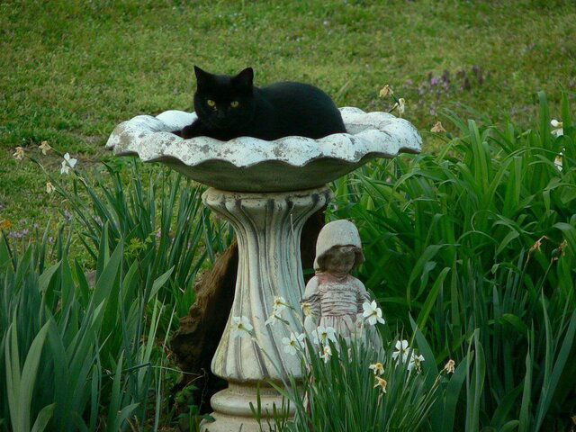 Missy in Birdbath 04-2010b.JPG