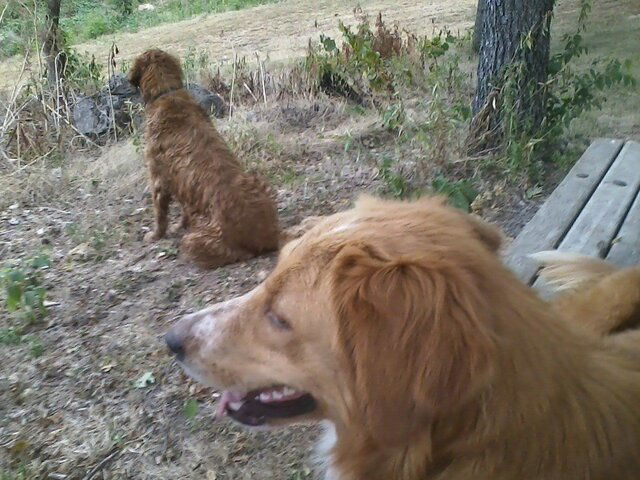 Champ and Daisy Summer 2012.jpeg