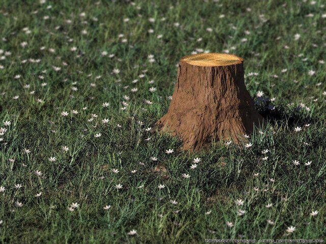 stump2.jpg