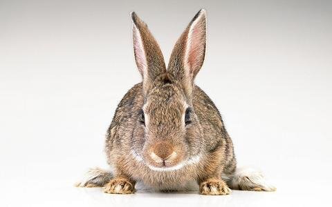 rabbit_ears_striped_cute_29367_1920x1200.jpg