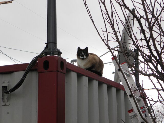 SatCat 001.JPG