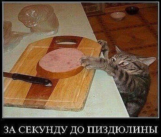 ÐºÐ¾Ñ‚-Ð²Ð¾.jpg