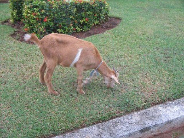 Goat eating grass.jpg