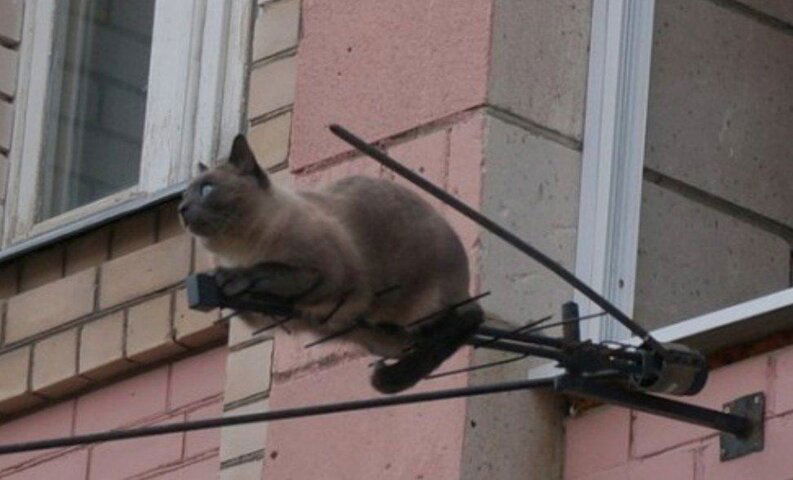 ÐºÐ¾Ñ‚ Ð°Ð½Ñ‚.jpg